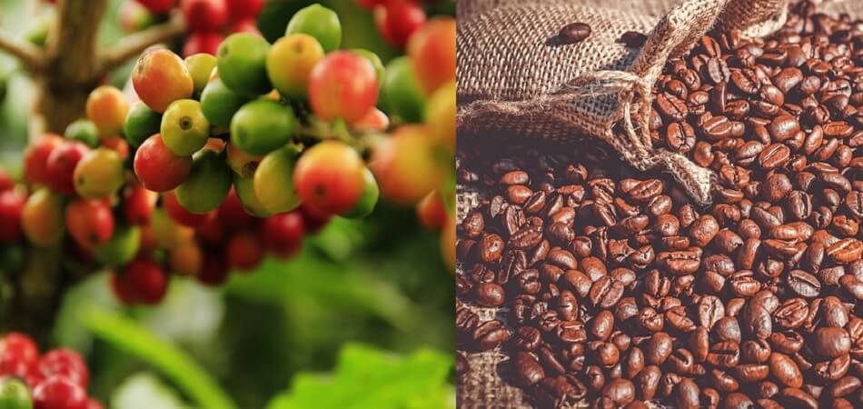 Coffee growers laughing their way to bank as prices of robustas reach a new high