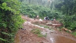 Coffee growers worried that excessive rains may resulted in berry droppings and fungal diseases