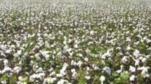 Cotton prices drop below Rs 60,000 per candy due to slack yarn and garment demand