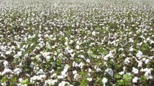 Cotton prices drop below Rs 60,000 per candy due to slack yarn and garment demand