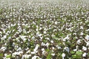 Cotton prices drop below Rs 60,000 per candy due to slack yarn and garment demand