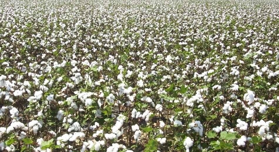 Cotton prices drop below Rs 60,000 per candy due to slack yarn and garment demand