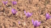 Dry spells are causing damage to Kashmir's prized saffron crops