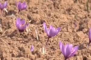 Dry spells are causing damage to Kashmir's prized saffron crops