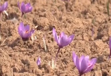 Dry spells are causing damage to Kashmir's prized saffron crops