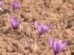 Dry spells are causing damage to Kashmir's prized saffron crops