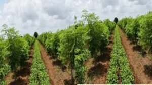 Eco-friendly farming in India- Strategies to reduce agriculture's carbon impact