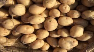 Economists-predict-that-vegetable-prices-will-remain-high-despite-rapid-monsoon
