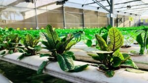Hydroponics projects from MP, Karnataka, Australia, and Hungary receive survey support