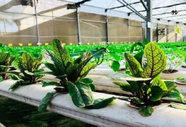 Hydroponics projects from MP, Karnataka, Australia, and Hungary receive survey support