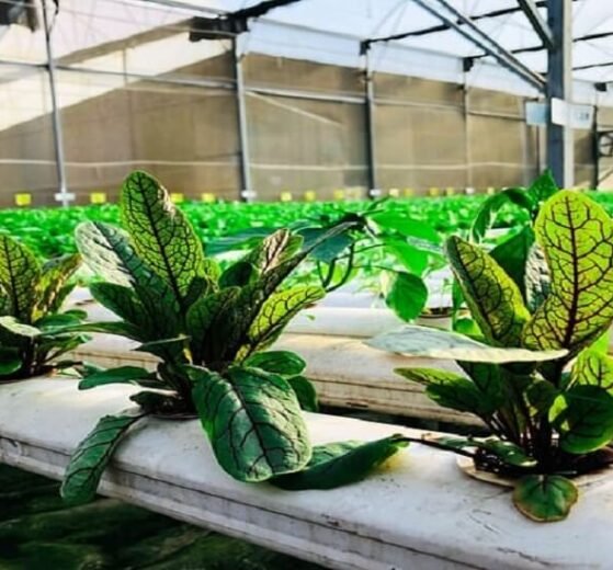 Hydroponics projects from MP, Karnataka, Australia, and Hungary receive survey support