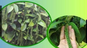 ICAR - IISR has won Best Technology Award for its work in horticulture sciences