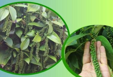 ICAR - IISR has won Best Technology Award for its work in horticulture sciences