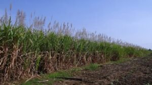 India's net sugar production in FY 2025 is expected to fall to 30mt - ICRA