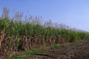 India's net sugar production in FY 2025 is expected to fall to 30mt - ICRA