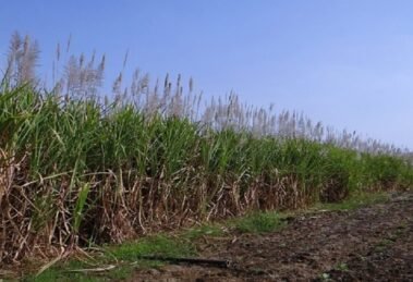 India's net sugar production in FY 2025 is expected to fall to 30mt - ICRA