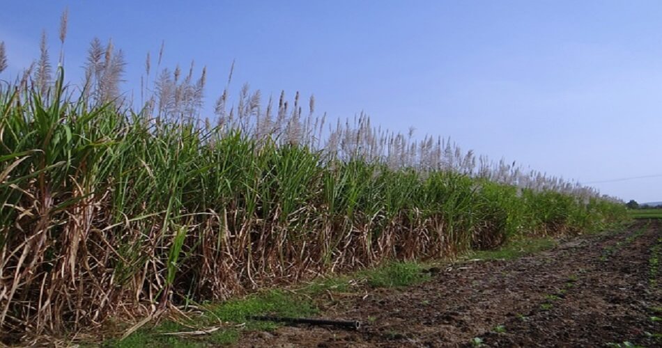 India's net sugar production in FY 2025 is expected to fall to 30mt - ICRA