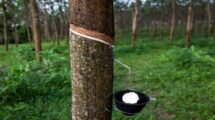 Konkan belt expected to become next major hub for natural rubber production