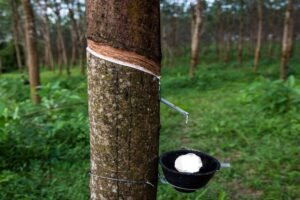 Konkan belt expected to become next major hub for natural rubber production