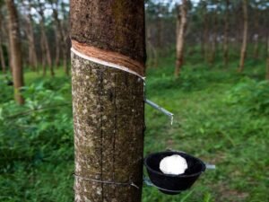 Konkan belt expected to become next major hub for natural rubber production