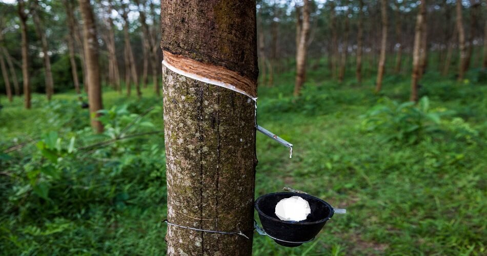 Konkan belt expected to become next major hub for natural rubber production