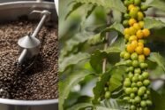 Madikeri coffee farmers proud owner of new SUV as coffee prices risen