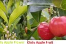 Ooty Apple Fruit