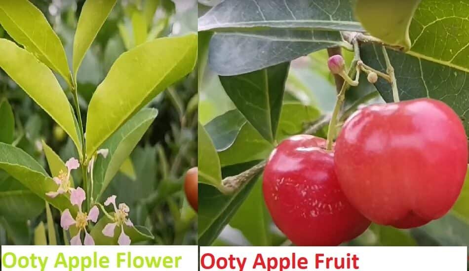 Ooty Apple Fruit