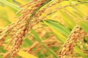 Scientists express serious concerns over two herbicide-tolerant rice varieties launched by ICAR