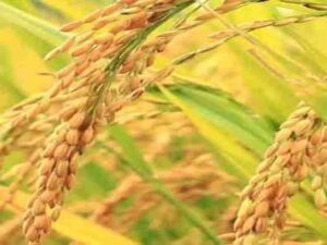 Scientists express serious concerns over two herbicide-tolerant rice varieties launched by ICAR