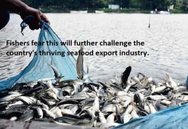 The US Marine Mammal Protection Act puts Indian seafood exports at risk