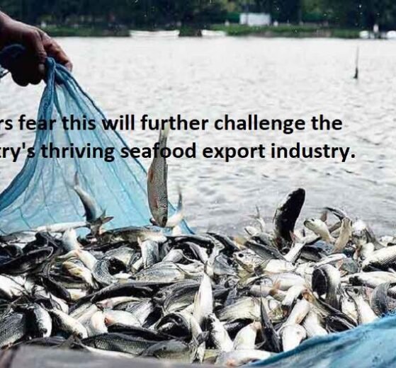 The US Marine Mammal Protection Act puts Indian seafood exports at risk