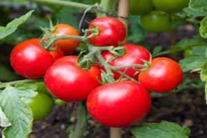 Tomato prices in MH, Karnataka, AP, TN, and Kerala doubled due to low production