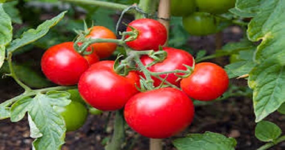 Tomato prices in MH, Karnataka, AP, TN, and Kerala doubled due to low production