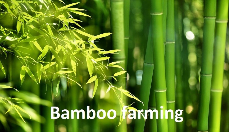 bamboo farming