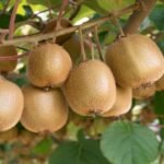 India agreed to New Zealand's request to lower 30% import duty on kiwi fruit