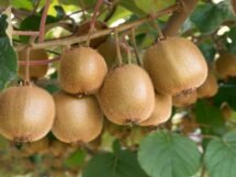 India agreed to New Zealand's request to lower 30% import duty on kiwi fruit