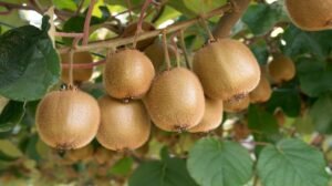 India agreed to New Zealand's request to lower 30% import duty on kiwi fruit