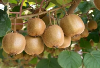 India agreed to New Zealand's request to lower 30% import duty on kiwi fruit