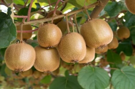 India agreed to New Zealand's request to lower 30% import duty on kiwi fruit