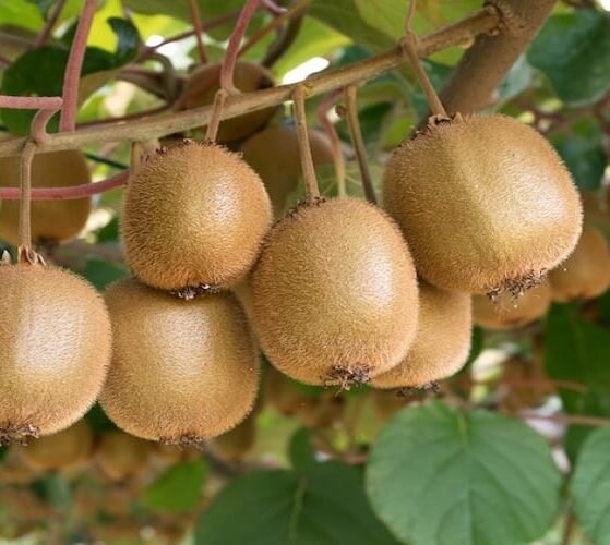 India agreed to New Zealand's request to lower 30% import duty on kiwi fruit