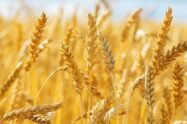 La Nina may cause bearish global wheat and corn prices to soar