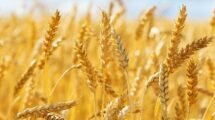 La Nina may cause bearish global wheat and corn prices to soar