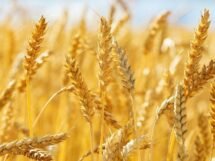 La Nina may cause bearish global wheat and corn prices to soar