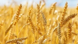 La Nina may cause bearish global wheat and corn prices to soar