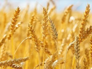 La Nina may cause bearish global wheat and corn prices to soar