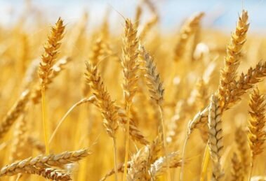 La Nina may cause bearish global wheat and corn prices to soar