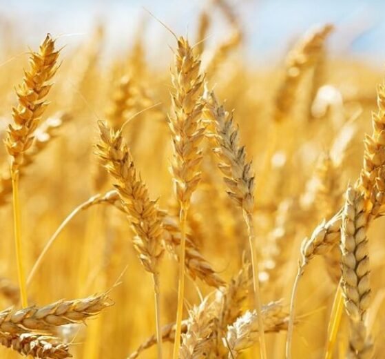 La Nina may cause bearish global wheat and corn prices to soar