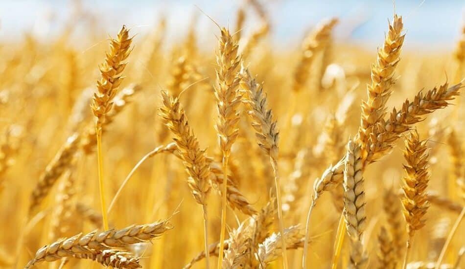 La Nina may cause bearish global wheat and corn prices to soar