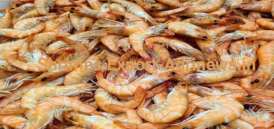 India getting ready to ship 40,000 tonnes shrimp to US after pause in tariff increases